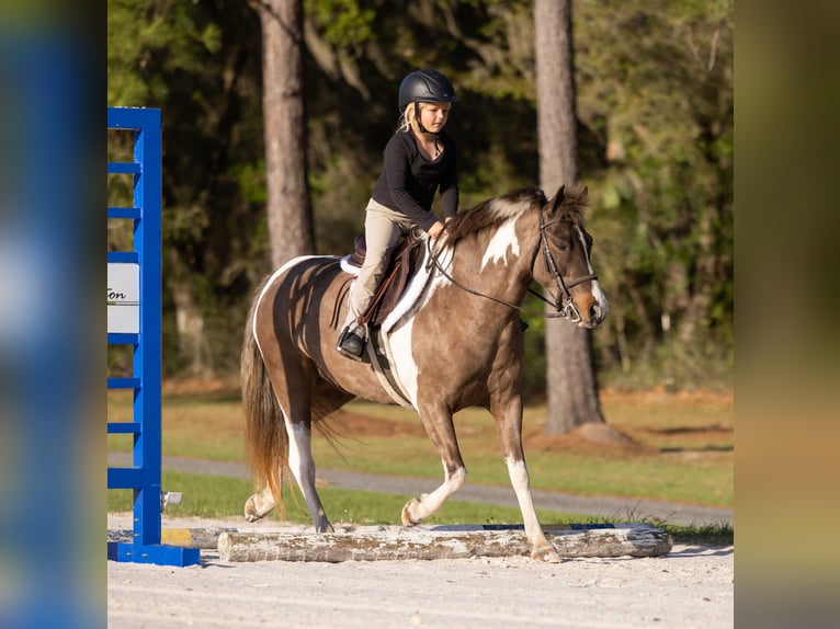 Welsh-A Mix Castrone 4 Anni 132 cm Pezzato in Ocala