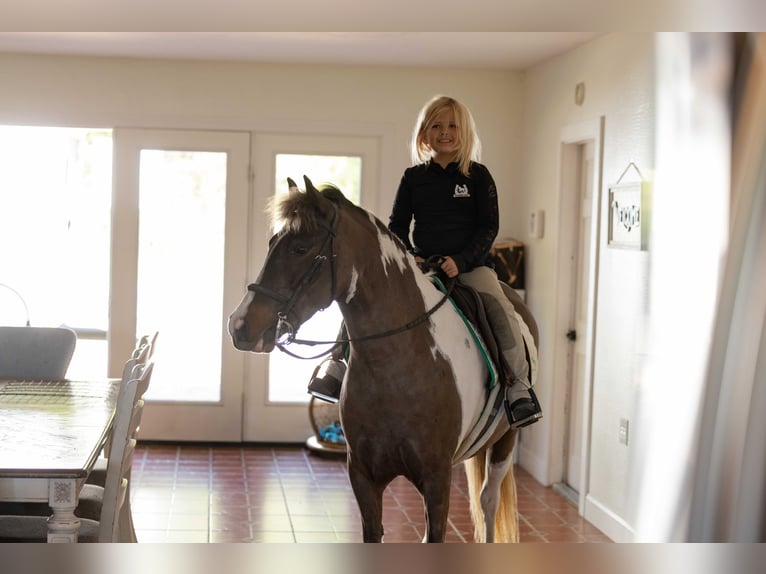 Welsh-A Mix Castrone 4 Anni 132 cm Pezzato in Ocala