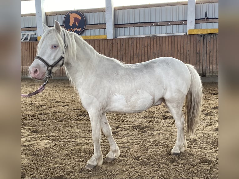 Welsh-A Castrone 4 Anni Cremello in Herzberg