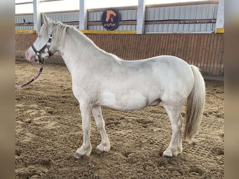 Welsh-A Castrone 4 Anni Cremello in Herzberg