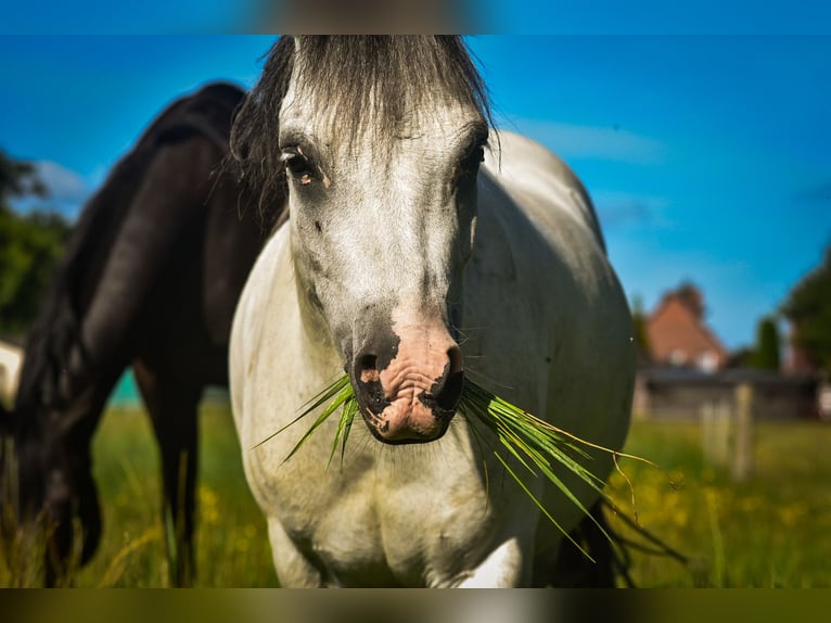Welsh-A Mix Castrone 5 Anni 115 cm Grigio in L&#xFC;chow (Wendland)