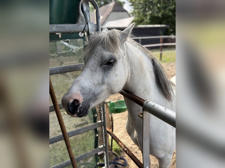 Welsh-A Mix Castrone 5 Anni 115 cm Grigio in L&#xFC;chow (Wendland)