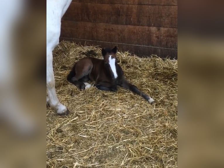 Welsh-A Castrone 5 Anni 115 cm Può diventare grigio in Staufenberg