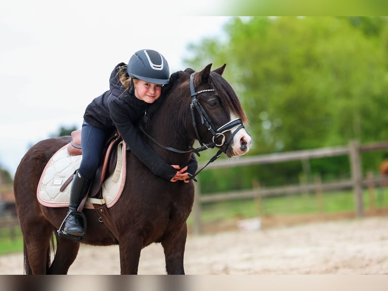 Welsh-A Castrone 5 Anni 117 cm Baio nero in Groningen