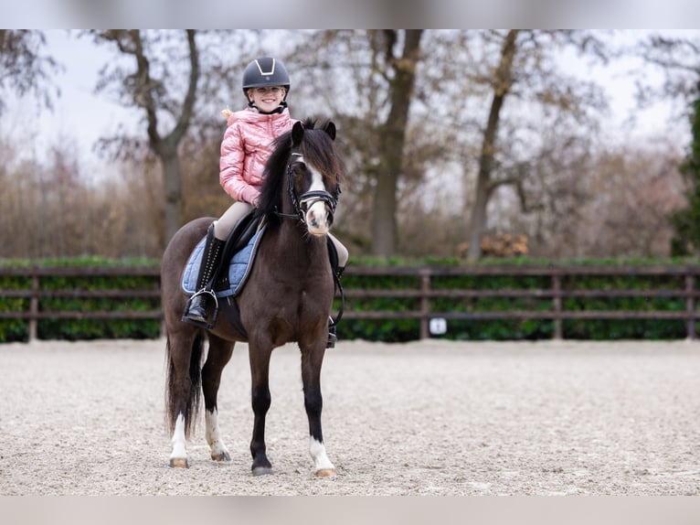 Welsh-A Castrone 5 Anni 117 cm Baio nero in Groningen