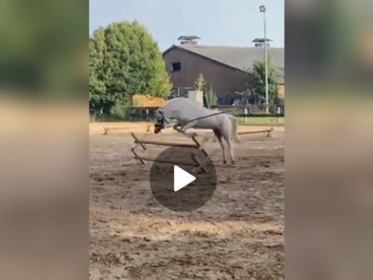 Welsh-A Castrone 5 Anni 117 cm Palomino in Meijel