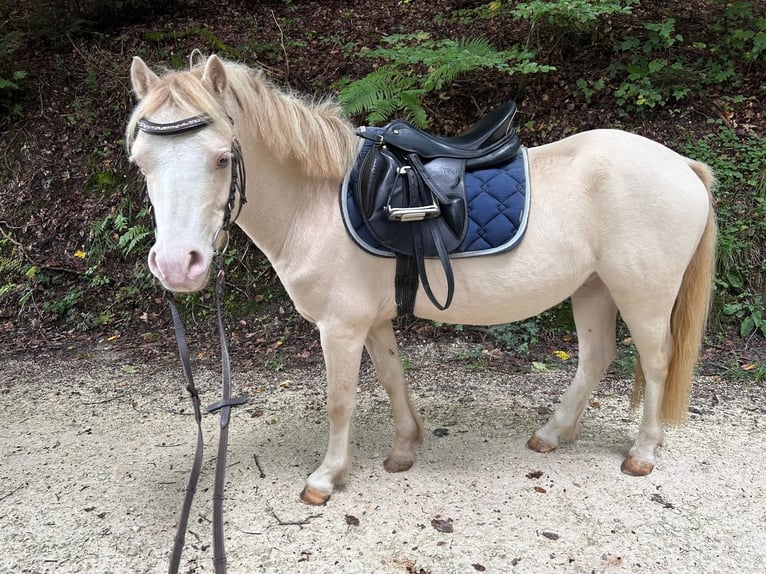 Welsh-A Castrone 5 Anni 118 cm Palomino in Hintermoos