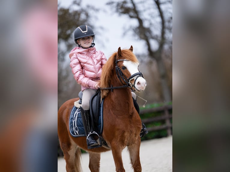 Welsh-A Castrone 5 Anni 118 cm Sauro ciliegia in Groningen
