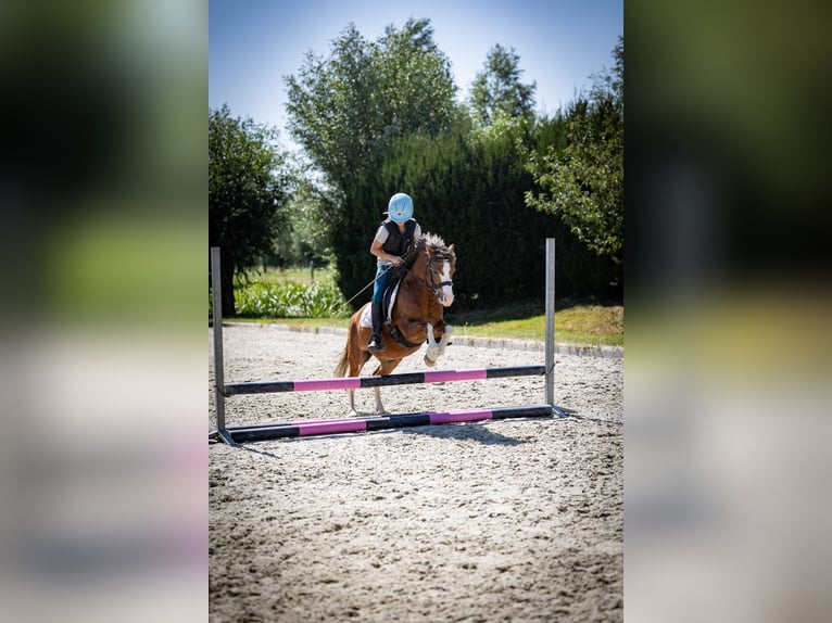 Welsh-A Castrone 5 Anni 120 cm  in Sliedrecht