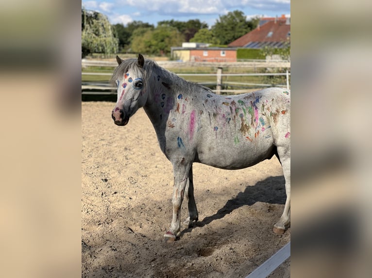 Welsh-A Castrone 5 Anni 120 cm Grigio in St&#xF6;ckse