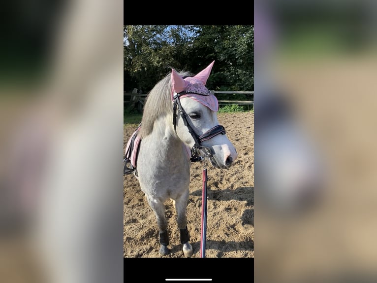 Welsh-A Castrone 5 Anni 120 cm Grigio in St&#xF6;ckse