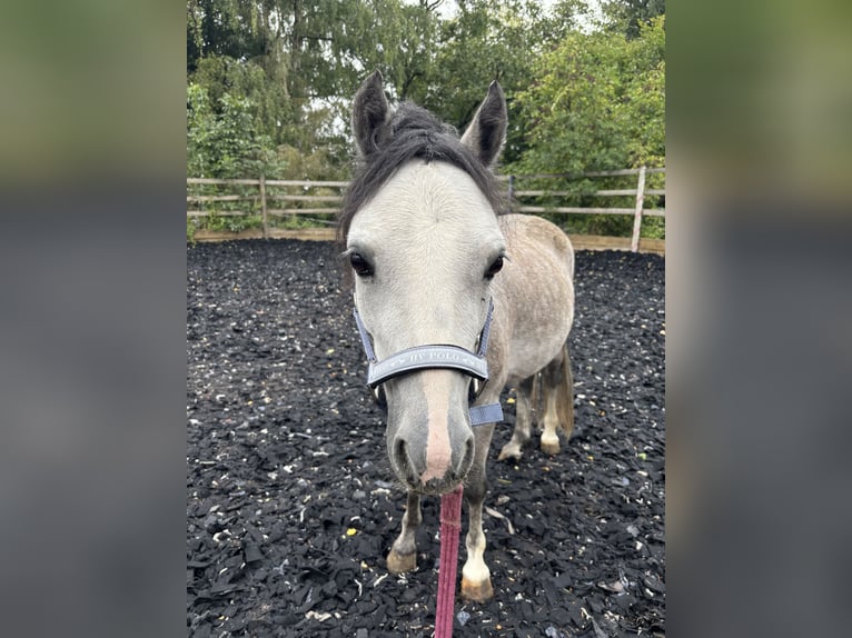 Welsh-A Castrone 5 Anni 120 cm Può diventare grigio in Staufenberg