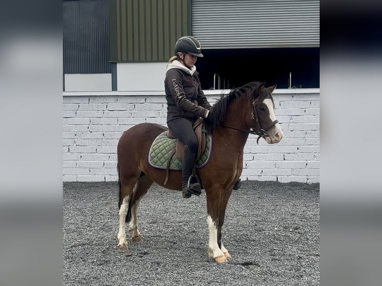 Welsh-A Castrone 5 Anni 121 cm Baio ciliegia in Down