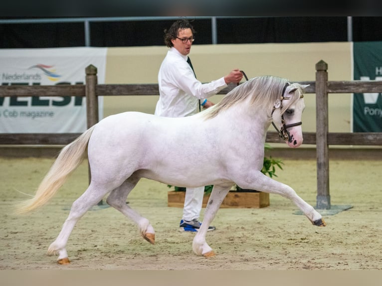 Welsh-A Castrone 5 Anni 123 cm in groningen