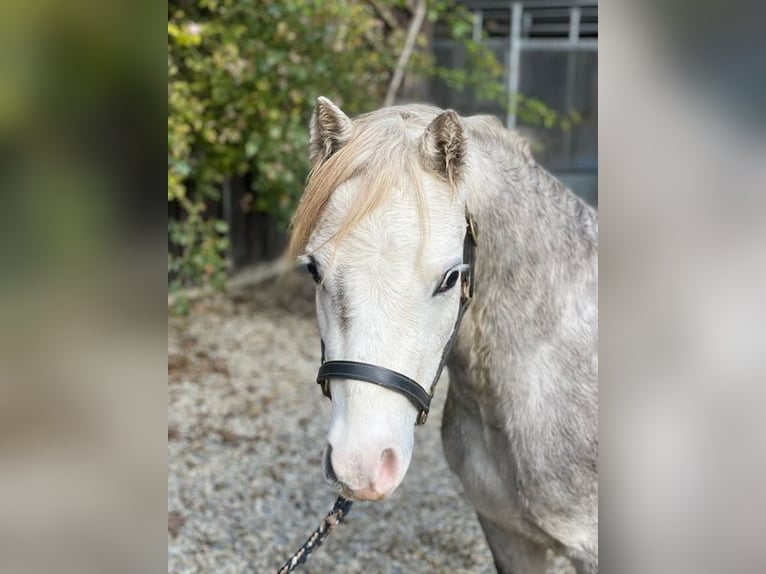 Welsh-A Castrone 5 Anni 123 cm Grigio in Loiching