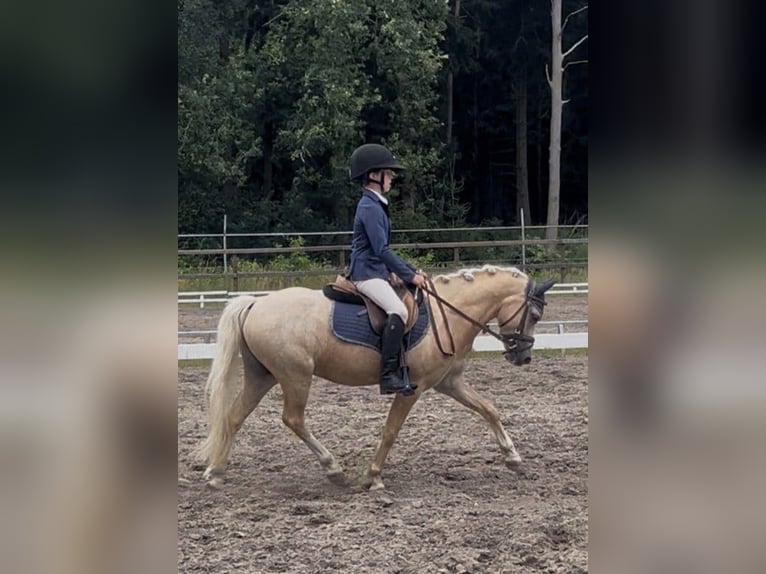 Welsh-A Castrone 5 Anni 124 cm Palomino in Anerveen