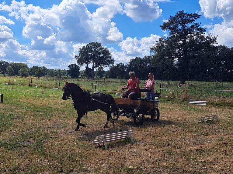 Welsh-A Castrone 5 Anni 126 cm Morello in Schwanewede