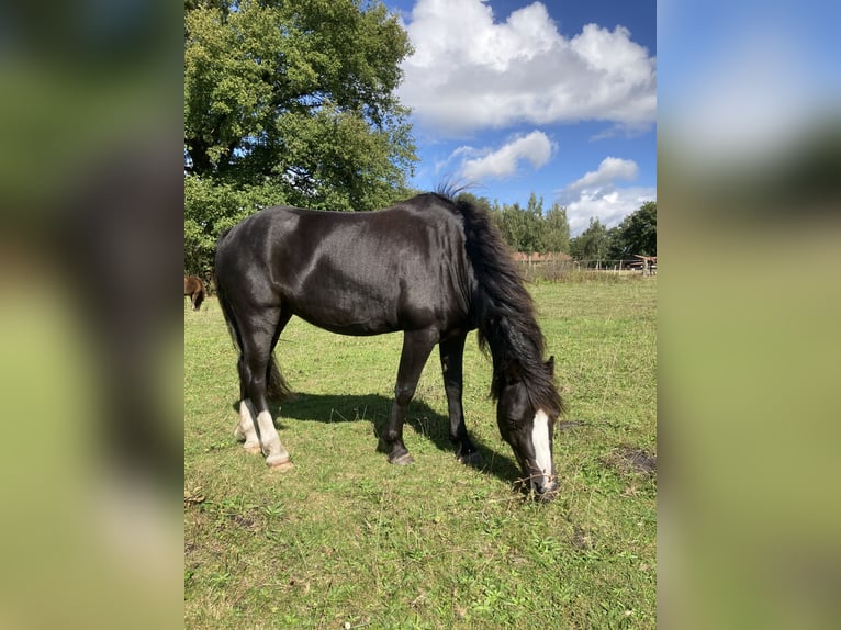 Welsh-A Castrone 5 Anni 126 cm Morello in Schwanewede