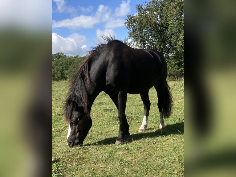 Welsh-A Castrone 5 Anni 126 cm Morello in Schwanewede