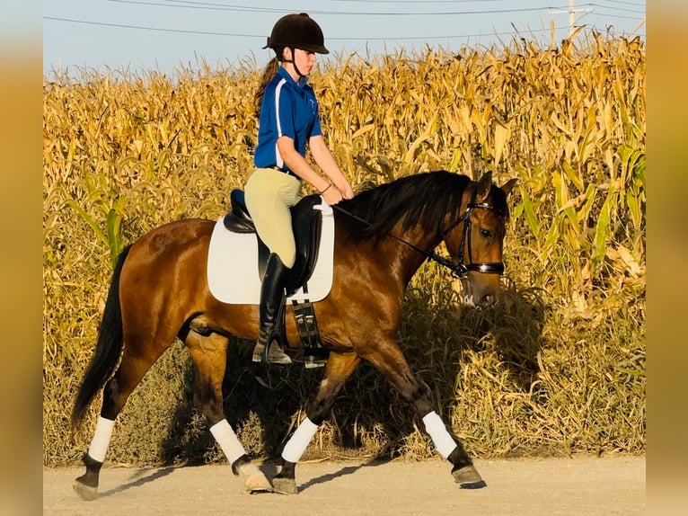 Welsh-A Mix Castrone 5 Anni 140 cm Baio ciliegia in Ames, IA