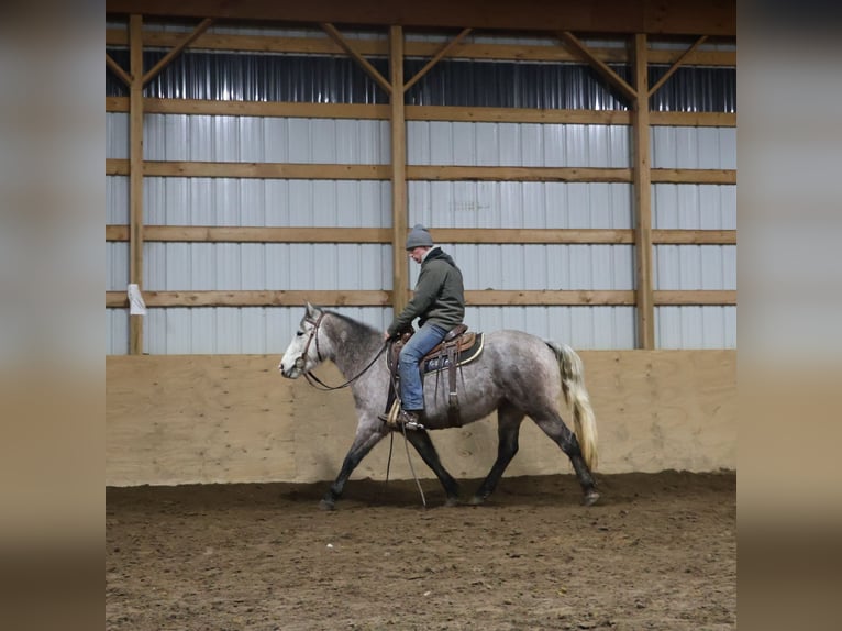 Welsh-A Mix Castrone 5 Anni 142 cm Grigio in Howell