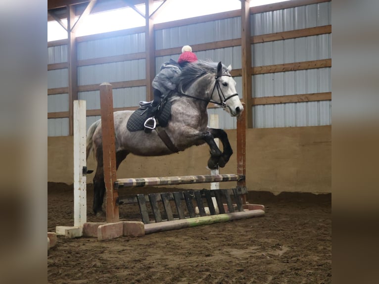 Welsh-A Mix Castrone 5 Anni 142 cm Grigio in Howell