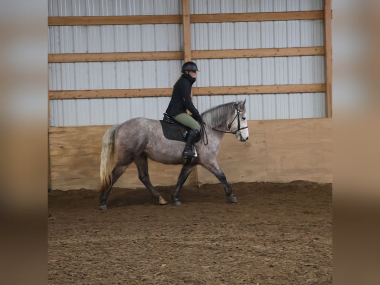 Welsh-A Mix Castrone 5 Anni 142 cm Grigio in Howell