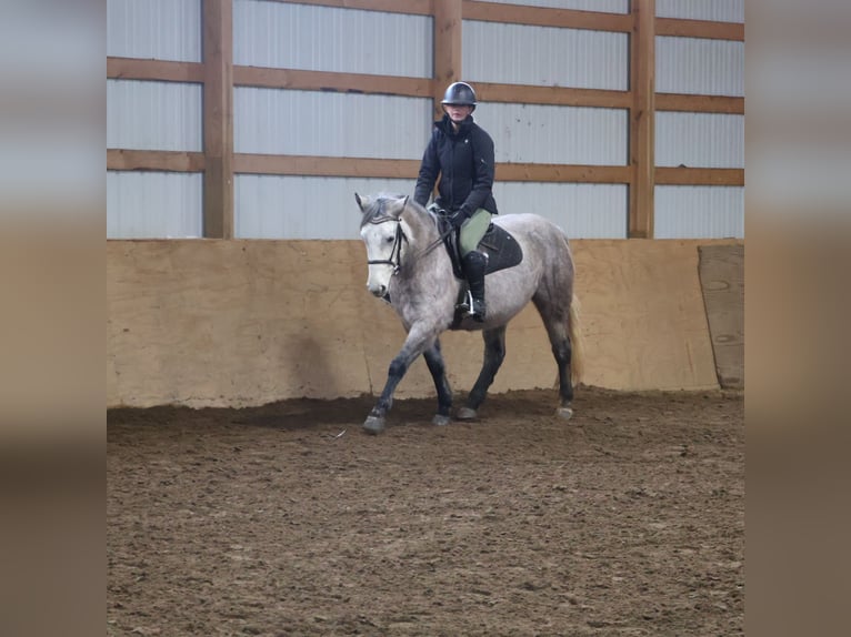 Welsh-A Mix Castrone 5 Anni 142 cm Grigio in Howell