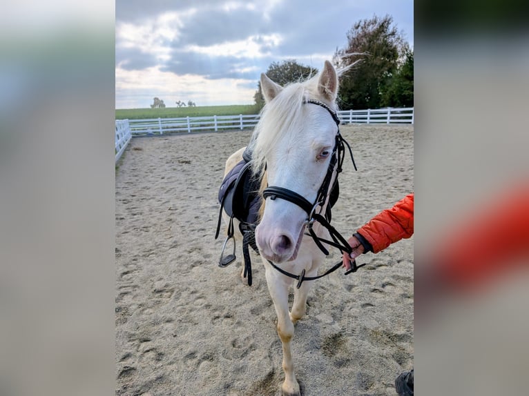 Welsh-A Castrone 5 Anni Cremello in Stockach