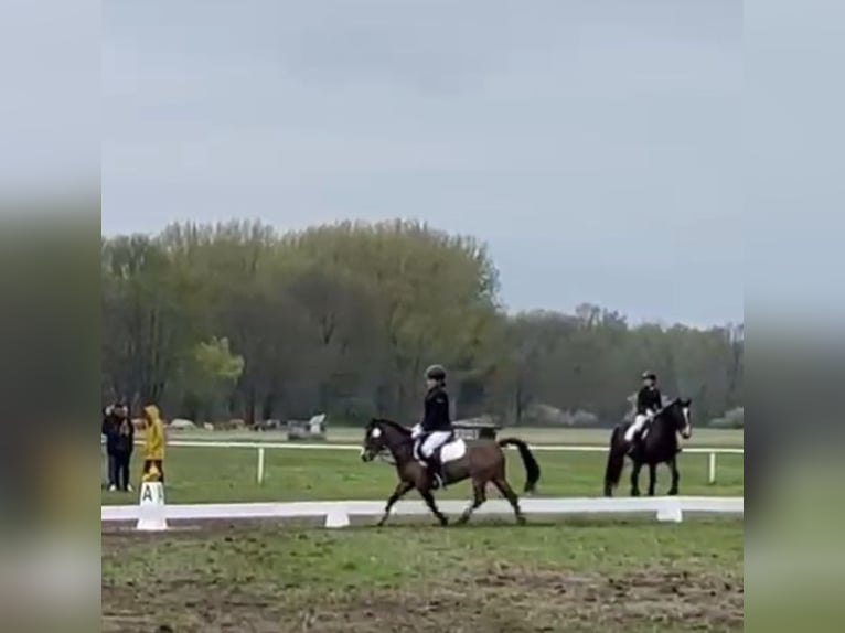 Welsh-A Castrone 6 Anni 115 cm Baio chiaro in Leipzig
