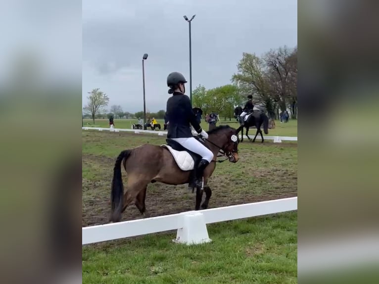 Welsh-A Castrone 6 Anni 115 cm Baio chiaro in Leipzig