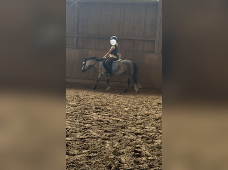 Welsh-A Castrone 6 Anni 115 cm Può diventare grigio in Staufenberg
