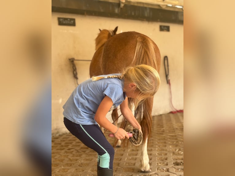 Welsh-A Castrone 6 Anni 118 cm Sauro in Bergheim