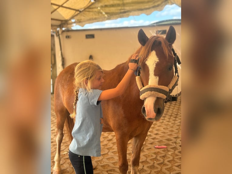 Welsh-A Castrone 6 Anni 118 cm Sauro in Bergheim