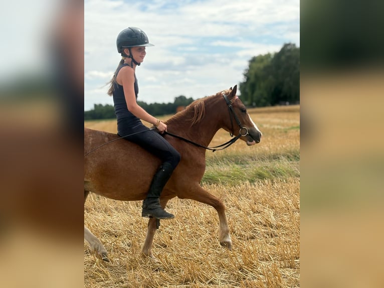 Welsh-A Castrone 6 Anni 118 cm Sauro in Bergheim