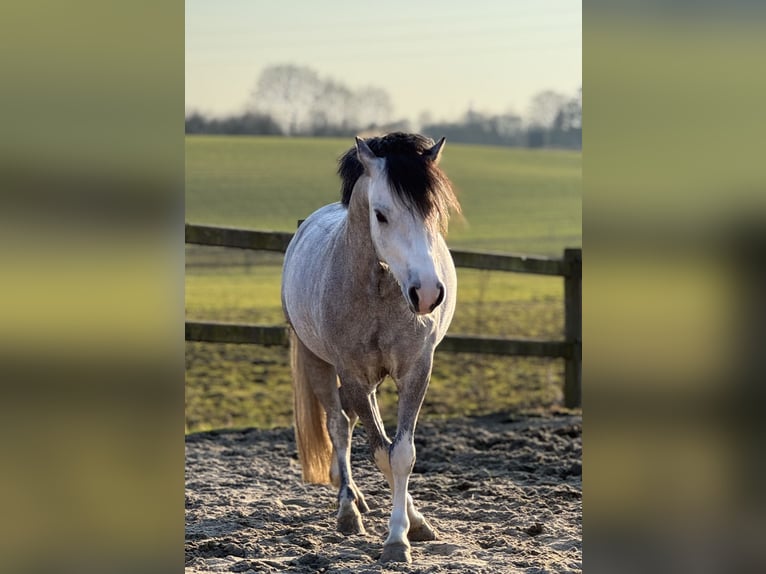Welsh-A Castrone 6 Anni 119 cm Grigio in Vojens