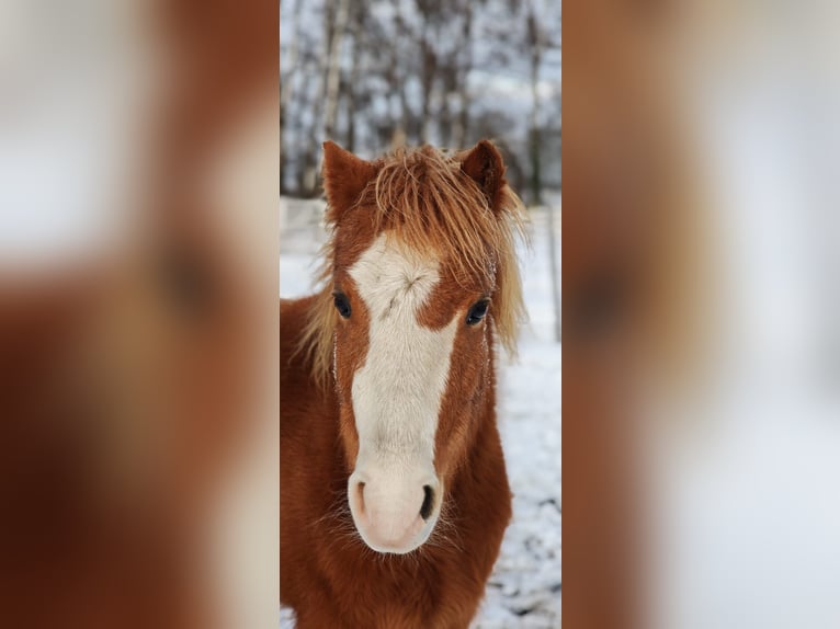 Welsh-A Castrone 6 Anni 120 cm Sauro in Zossen Nunsdorf