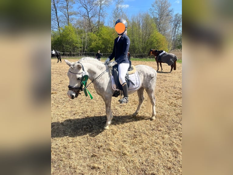 Welsh-A Castrone 6 Anni 121 cm Grigio pezzato in Hannover