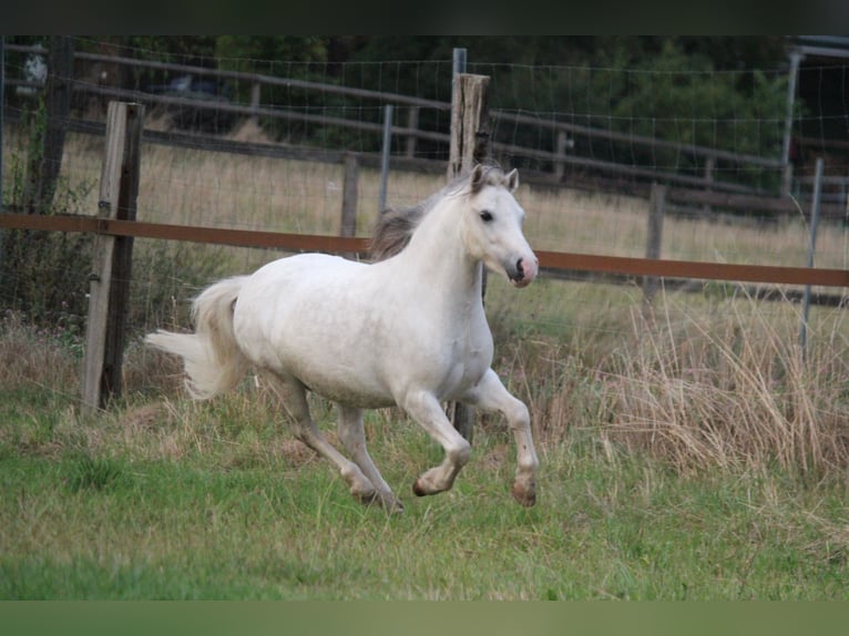 Welsh-A Castrone 6 Anni 122 cm Grigio pezzato in Dortmund