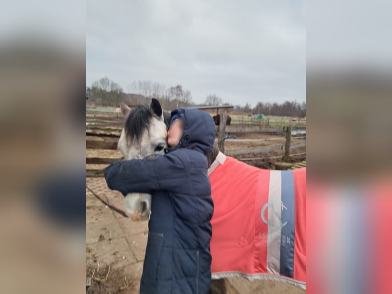 Welsh-A Castrone 6 Anni 123 cm Grigio pezzato in Burgdorf