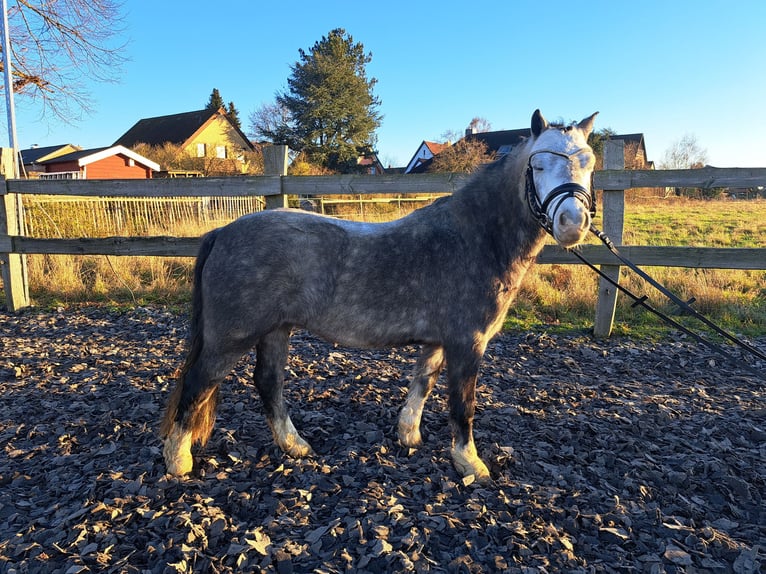 Welsh-A Castrone 6 Anni 123 cm Grigio pezzato in Burgdorf