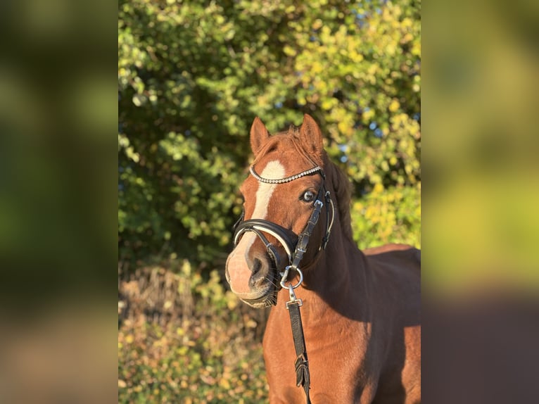Welsh-A Castrone 6 Anni 123 cm Sauro in Dürnau