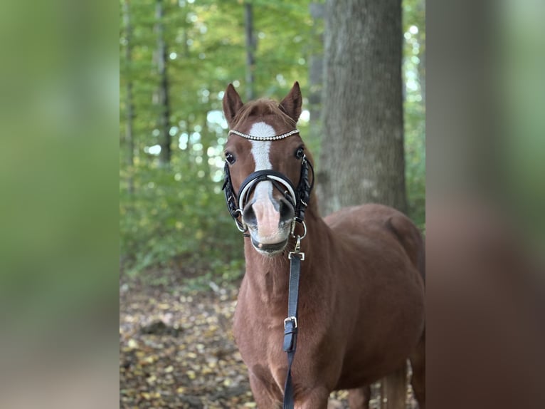 Welsh-A Castrone 6 Anni 123 cm Sauro in Dürnau