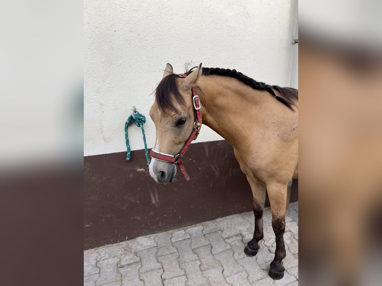 Welsh-A Castrone 6 Anni 128 cm Falbo in Darmstadt Welsh-A Castrone 6 Anni 128 cm Falbo in Darmstadt