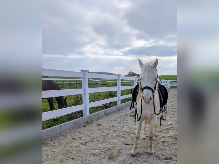 Welsh-A Castrone 6 Anni Cremello in Stockach