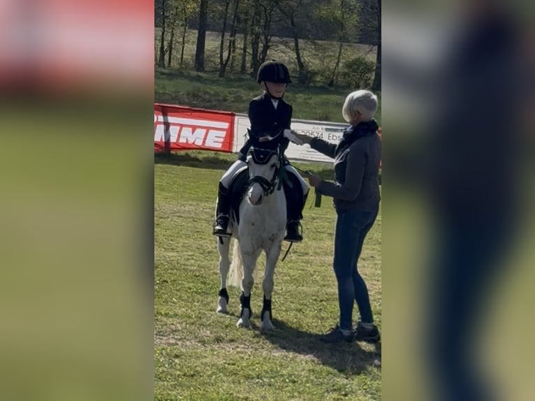 Welsh-A Castrone 7 Anni 112 cm Grigio in Neustadt am R&#xFC;benberge