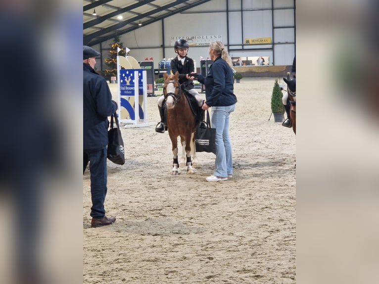 Welsh-A Castrone 7 Anni 117 cm Sauro in Nieuw-Weerdinge
