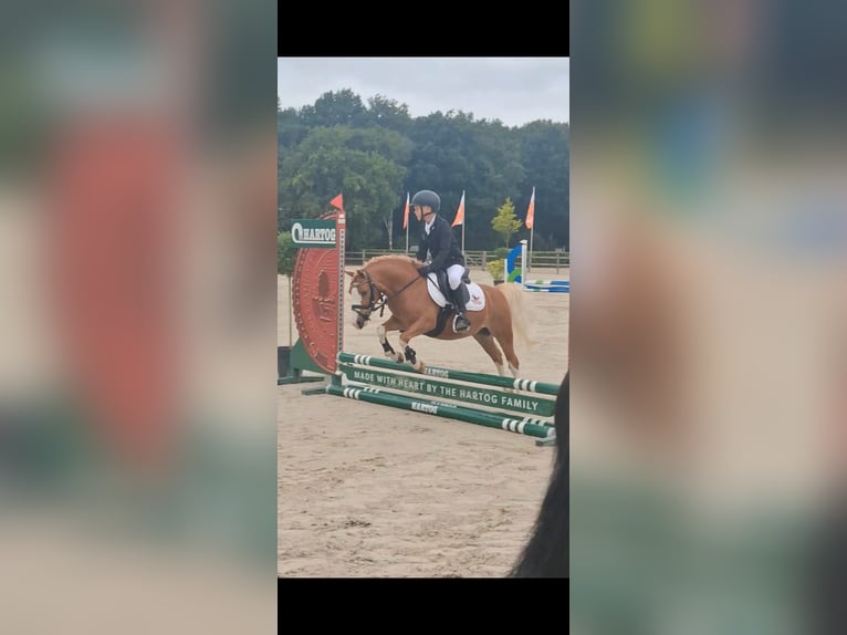Welsh-A Castrone 7 Anni 117 cm Sauro in Nieuw-Weerdinge