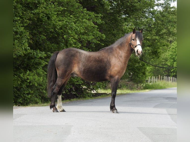 Welsh-A Castrone 7 Anni 120 cm Baio in Verl