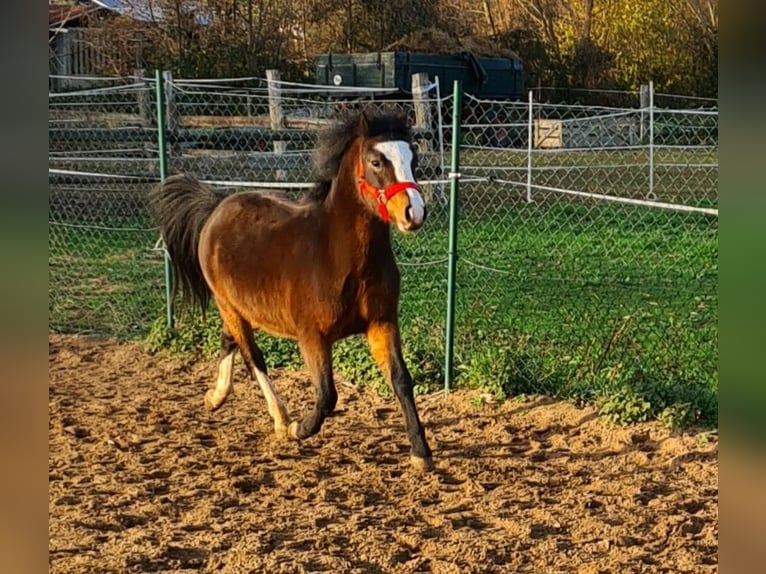 Welsh-A Castrone 7 Anni 120 cm Baio in Tating